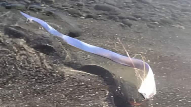 rare oarfish associated with myths predicting natural disasters has washed up beach Canary Islands