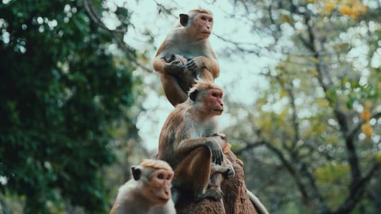 One monkey causes nationwide Electricity blackout in Sri Lanka One monkey causes nationwide Electricity blackout in Sri Lanka