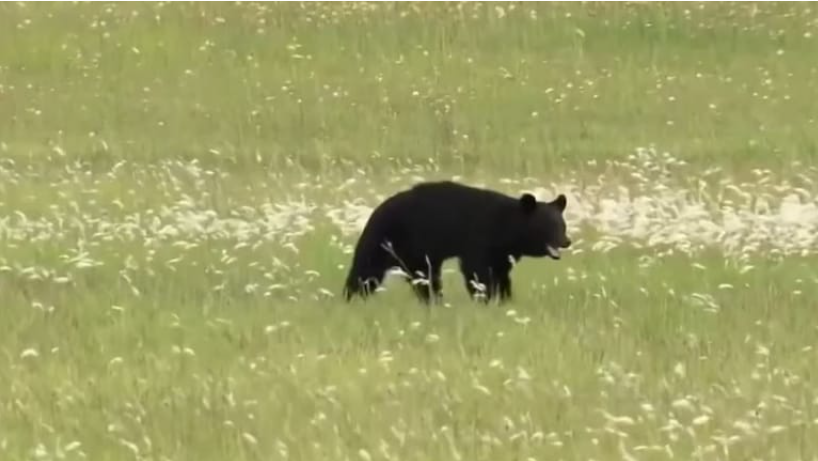 जापान के एयरपोर्ट पर भालू ने मचाया हंगामा, जिसकी वजह से 12 फ्लाइटें कैंसल !