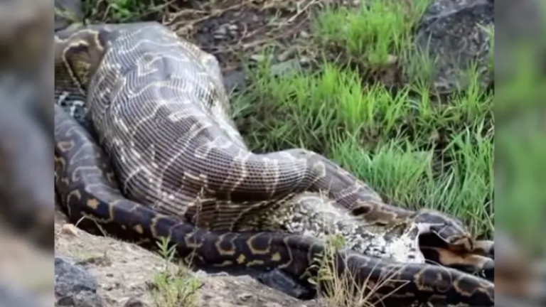 विशाल अजगर ने निगली बकरी, फिर मजबूरन उसे  उगलनी पढ़ी !