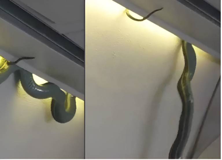 हवाई अड्डे पर साँप से फ्लाइट की देरी !